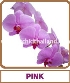 Orchid